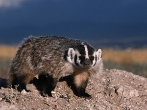 North American Badger-Mammal Wallpaper