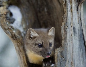 Pine Marten Winter Wallpaper