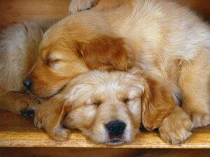 Sleeping Puppies Wallpaper