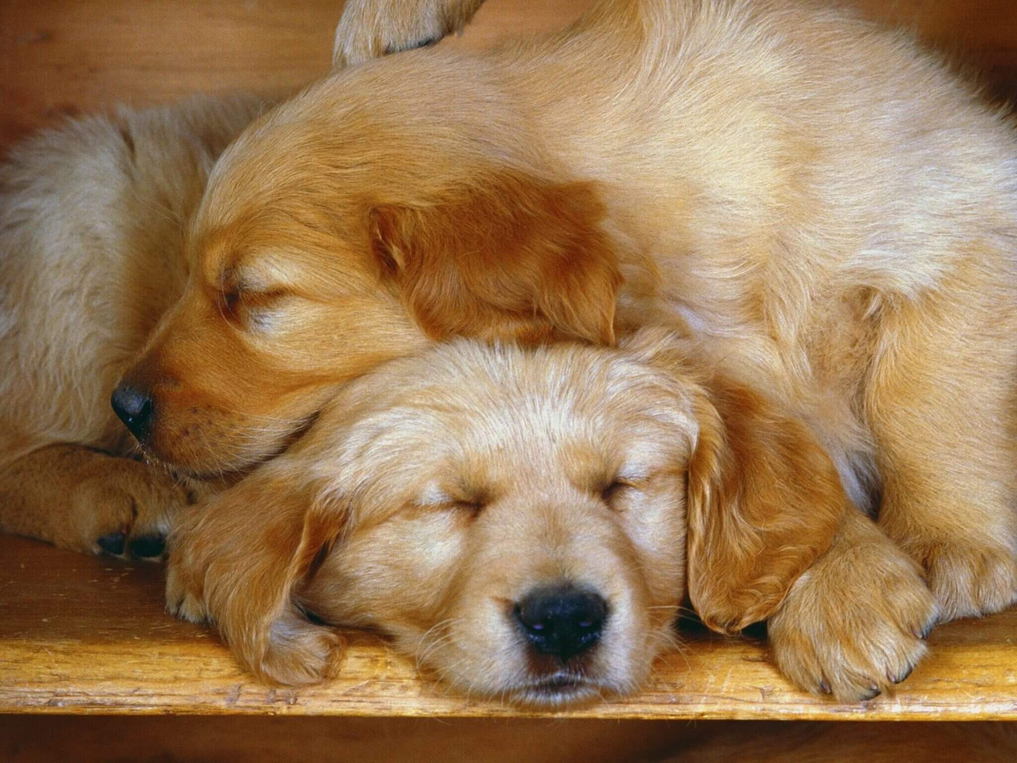 Sleeping Puppies Wallpaper - Free HD Puppy Downloads