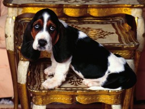 Basset Hound Table Topper Wallpaper