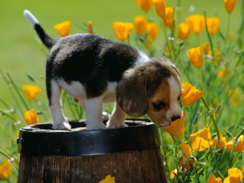 Beagle Puppy Spring Wallpaper