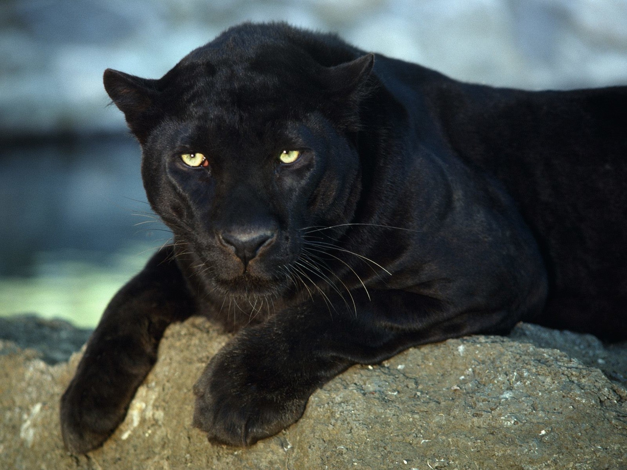 Животное дж. Леопард меланист. Пантера меланист. Пантера Шварцера» (2014; черная пантера ). Пума Ягуар пантера.