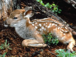 Black Tailed Deer Fawn Wallpaper