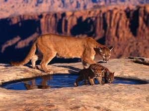 Cougar Alongside Cubs Wallpaper