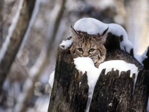 Cute Baby Bobcat Kitten Wallpaper