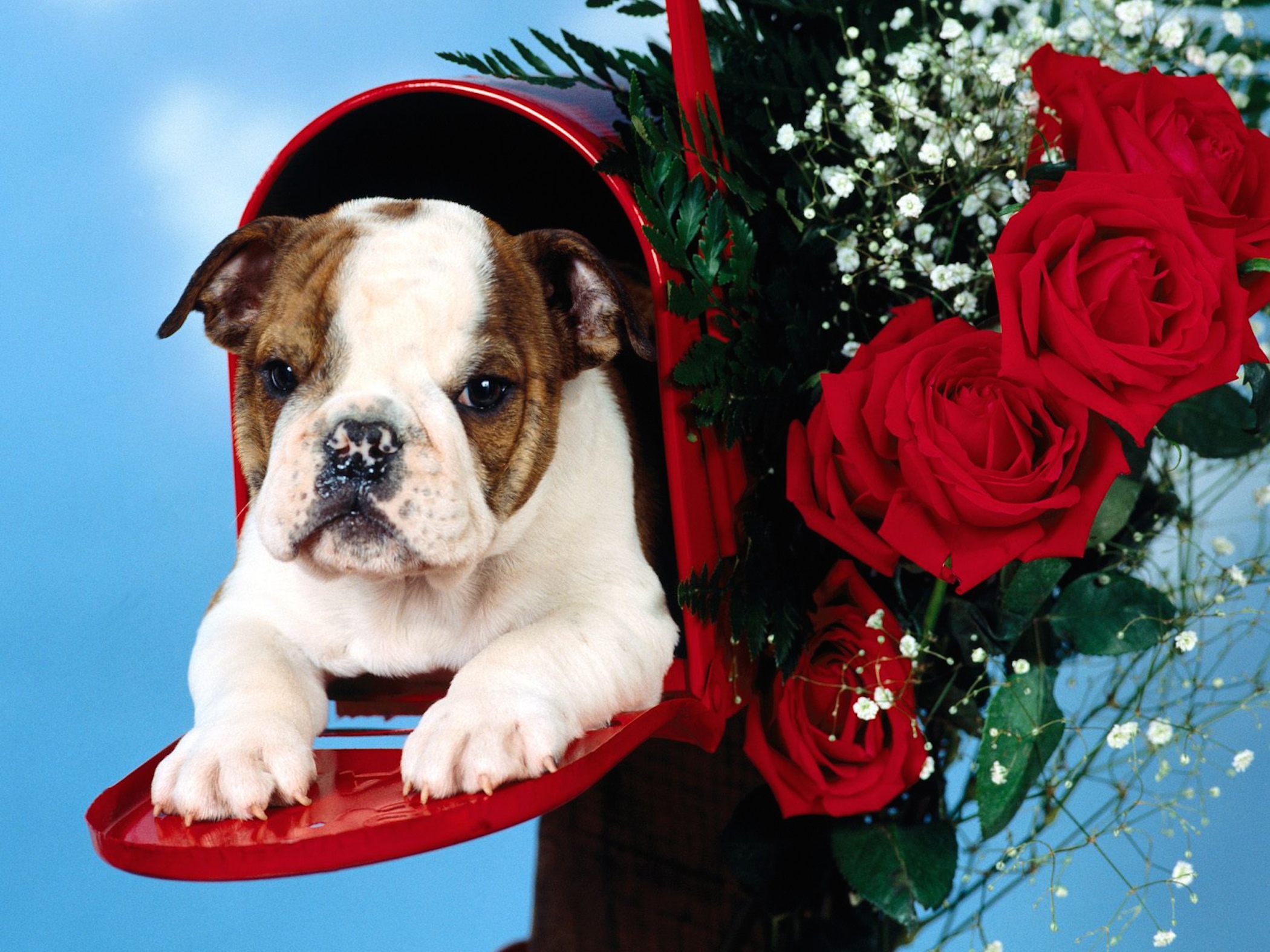 Cute English Bulldog Puppy Wallpaper-Free HD Downloads