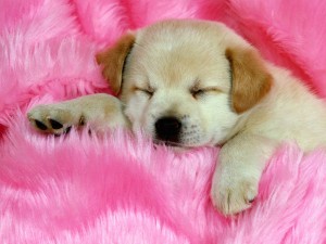 Cute Sleeping Puppy Wallpaper