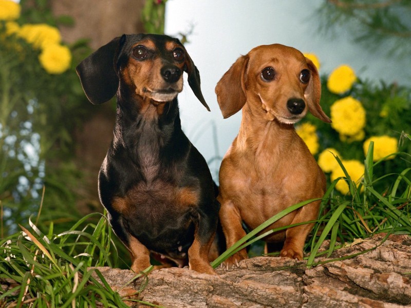 Dachshunds Dogs Winston and Maggie Wallpaper