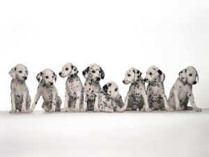 Dalmatian Puppies Wallpaper