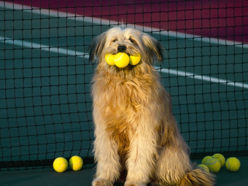 Dog Plays Tennis Wallpaper