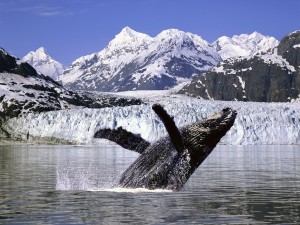 Humpback Whale Alaska Wallpaper