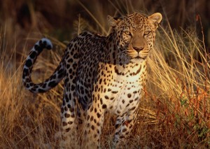 Leopard Eyeing Prey Wallpaper