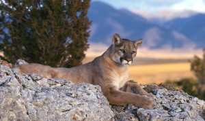 Mountain Lion Rocky Mountains Wallpaper