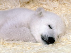 Polar Bear Dreaming Wallpaper