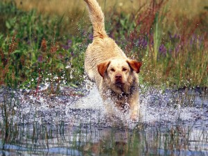 Yellow Labrador Wallpaper