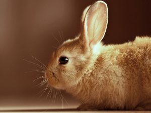 Bunny Rabbit Wallpaper