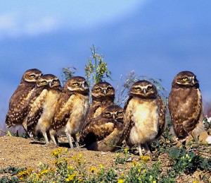 Burrowing Owls Wallpaper