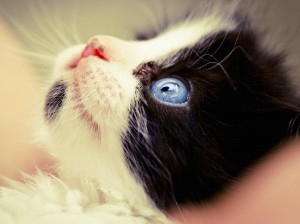 Cat Staring Up Wallpaper