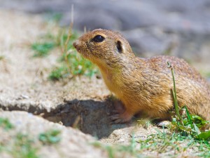 Gopher Animal Wallpaper