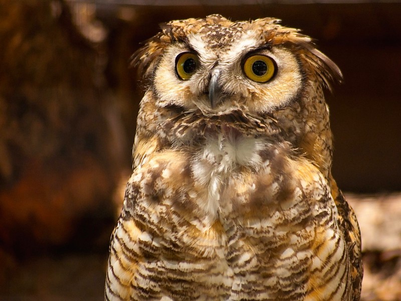 Great Horned Owl Wallpaper