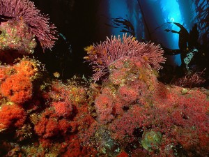 Kelp Forest-San Miguel Island Wallpaper