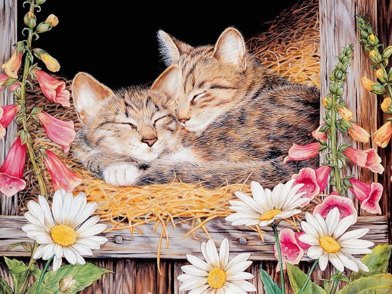 Kittens Sleeping Painting Wallpaper