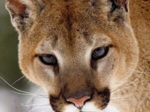 Mountain Lion Wallpaper