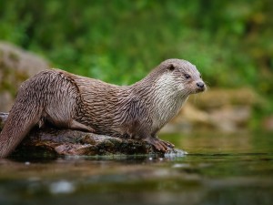 North American River Otter Wallpaper