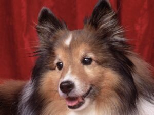 Sweetheart Sheltie Wallpaper