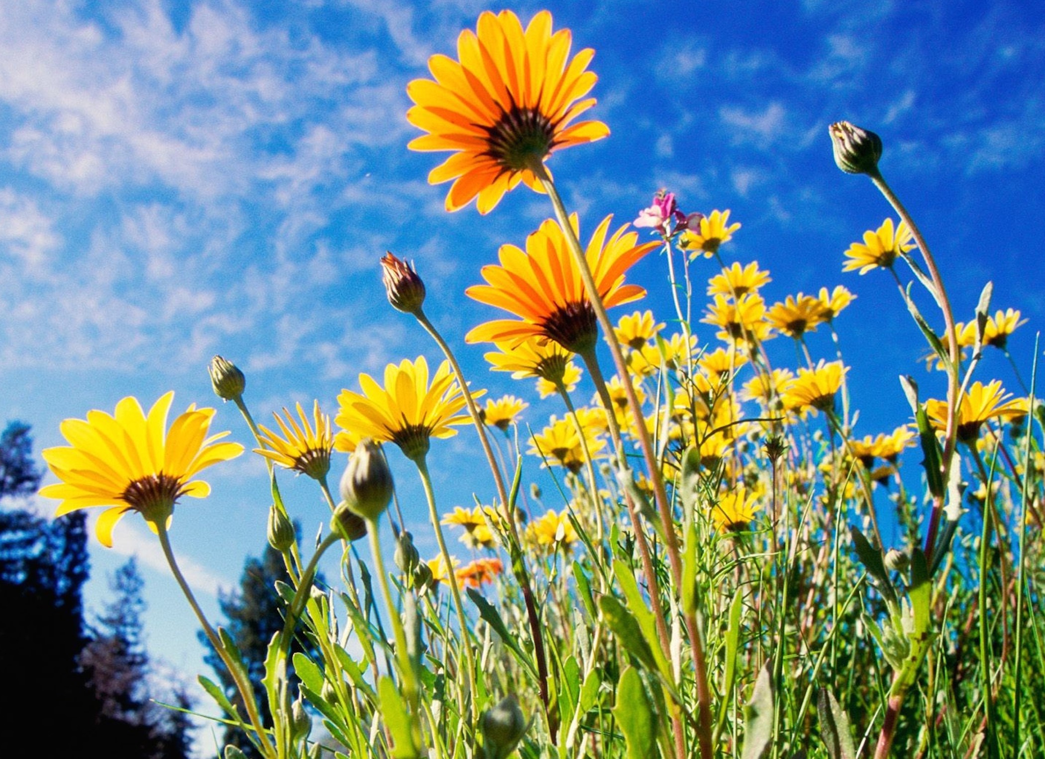 Big Flower Wallpaper South Africa African Daisies Flower Wallpaper - Free Marigold Wallpaper