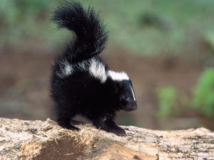 Baby Skunk Stinker Wallpaper