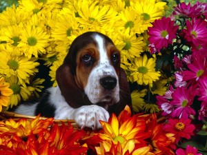 Basset Hound Wallpaper