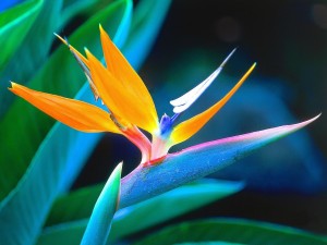 Bird of Paradise Wallpaper