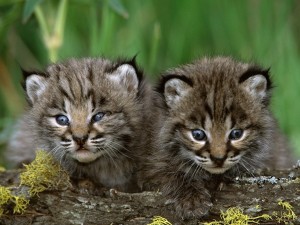 Bobcat Kittens Wallpaper