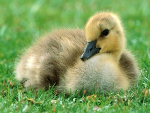 Canadian Gosling Wallpaper