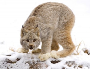 Canadian Lynx Wallpaper