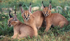 Caracals Wallpaper