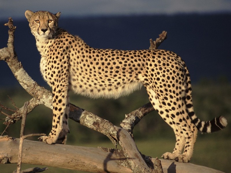 Cheetah Kenya Wallpaper