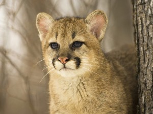 Cougar Cub Wallpaper