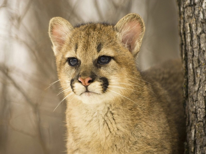 Cougar Cub WallpaperFree HD Cougar Downloads