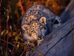 Cute Baby Leopard Cub Wallpaper