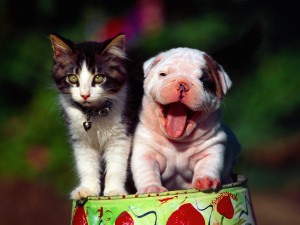 Cute Cat-Dog Wallpaper