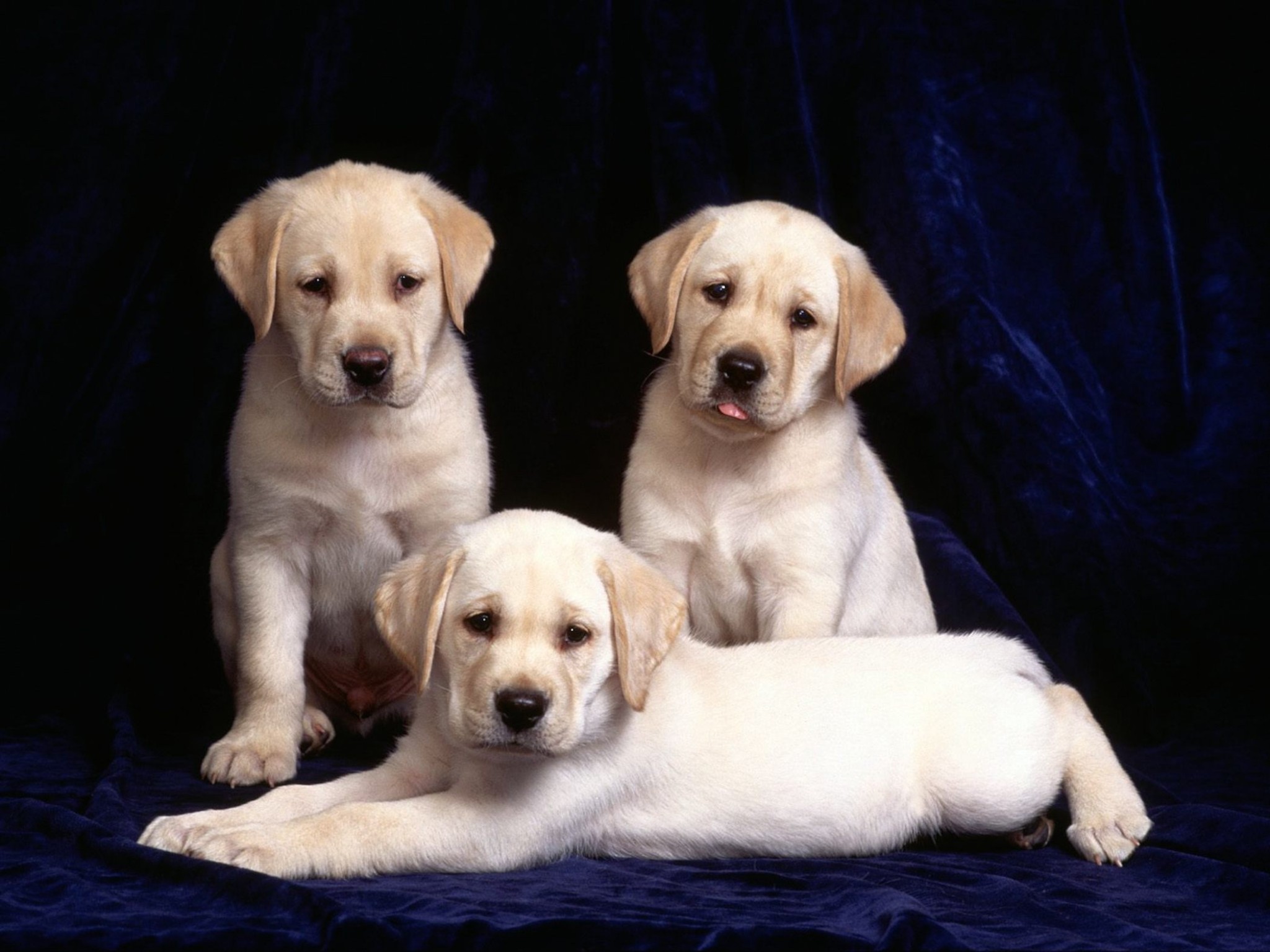 Cute Labrador Puppies Wallpaper-Free HD Dog Downloads