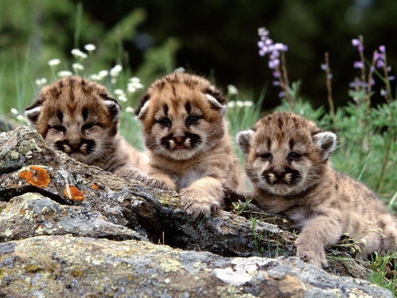 Cute Mountain Lion Cubs Wallpaper