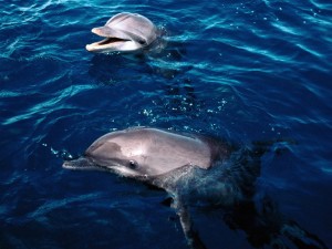 Dolphins Frolicking Honduras Wallpaper