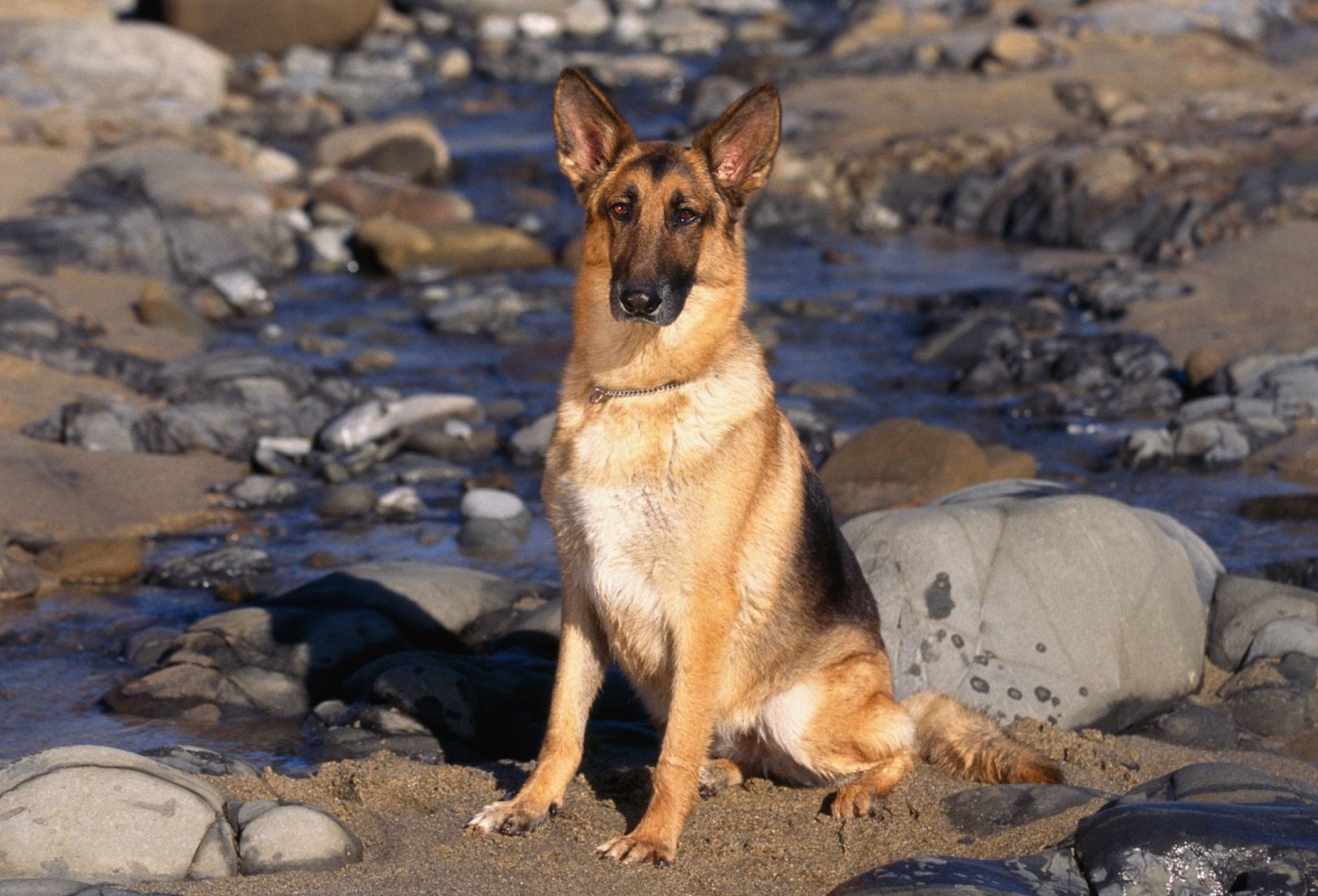 German Shepherd Wallpaper-Free HD Dog Downloads