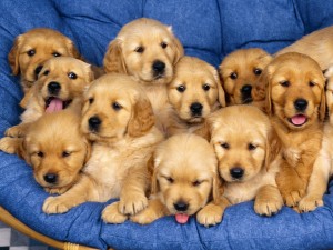 Golden Retriever Puppies Wallpaper