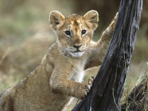Kenya 3 Month Old Lion Cub Wallpaper