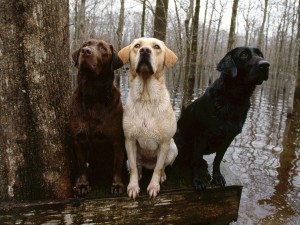 Labrador Retriever Wallpaper